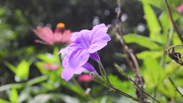 primer plano de una flor de Kencana púrpura en flor - Metraje, vídeo