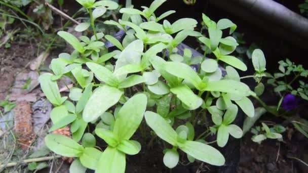 revisión de semillas de plantas de flores de zinnia en polybags - Metraje, vídeo