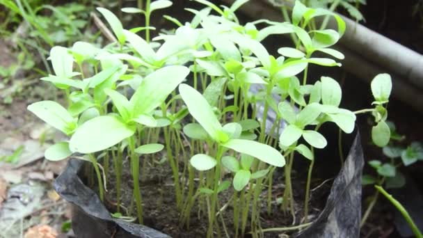 overzicht van zinnia flower plant zaden in polybags - Video