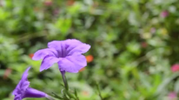 close-up van een bloeiende paarse Kencana bloem - Video