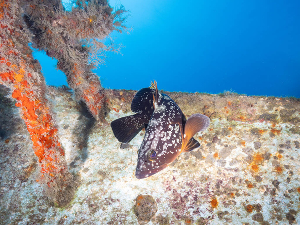 Dusky Mediterranean grouper from Cyprus - Photo, Image