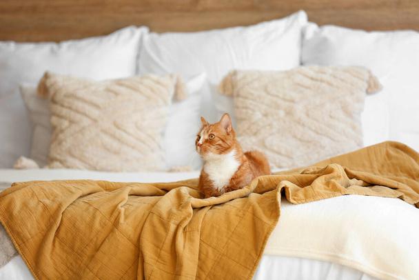 Lindo gato rojo acostado en la manta en el dormitorio - Foto, imagen