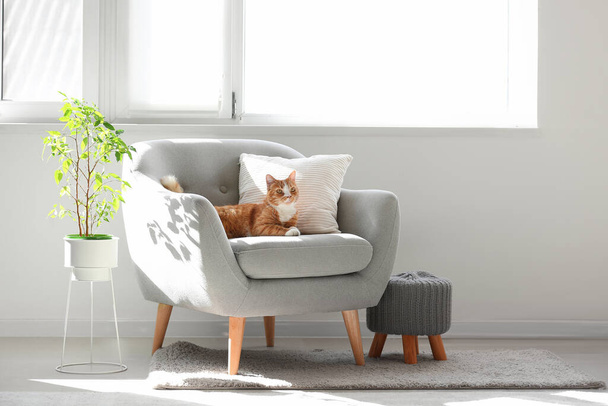Leuke rode kat liggend op grijze fauteuil in woonkamer - Foto, afbeelding