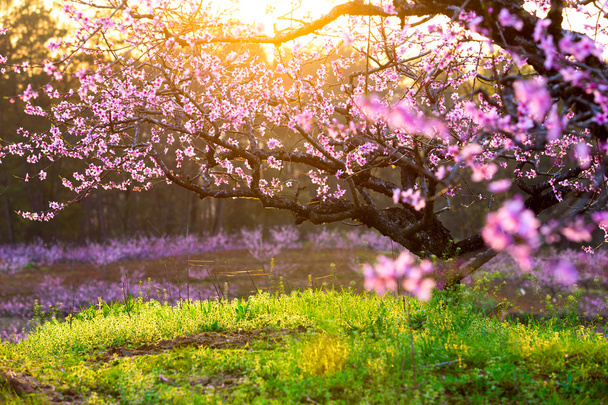 Pfirsichblüte und grünes Gras mit Sonnenschein - Foto, Bild