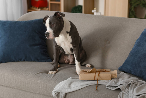 Terrier Naughty Staffordshire con confezione regalo di Natale strappata sul divano di casa - Foto, immagini