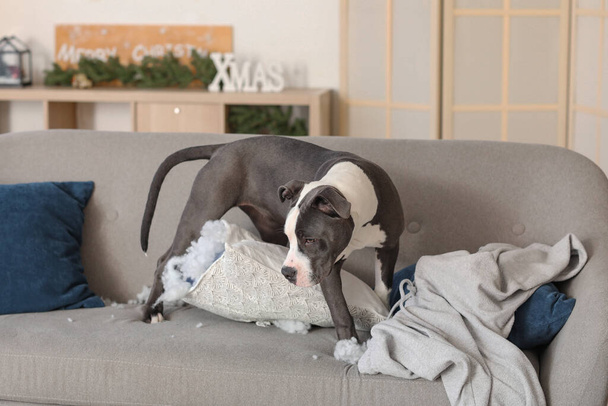 impertinente Staffordshire Terrier com travesseiro rasgado no sofá em casa - Foto, Imagem