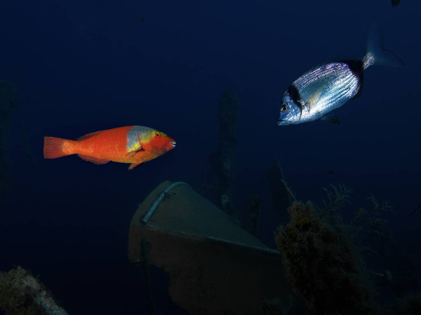 Un pez loro se encuentra con una dorada - Foto, imagen