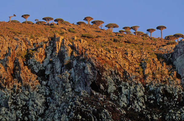 Dracaena cinnabari, a Socotra sárkányfa vagy sárkányvérfa, a Socotra szigetvilágban őshonos sárkányfa, Jemen része, az Arab-tengeren található.. - Fotó, kép