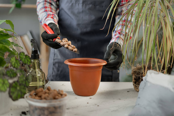 Entretien des plantes d'intérieur printemps. Jardinier transplantation de plantes dans un nouveau pot à la maison. Espace de copie - Photo, image