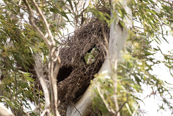 Monk parakeets are protecting its nest. Myiopsitta monachus are in the nest. Green parrot with white belly in Argentina. - Photo, Image
