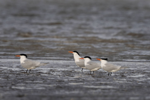 Kaspische stern aan de kust van Argentinië. Hydroprogne caspia rusten op het strand. Witte vogel met grijze vleugels, zwarte kop en rode snavel. - Foto, afbeelding