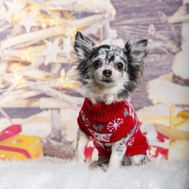 Chihuahua vor einer mit einem Schneemann und einem Geschenk bemalten Weihnachtsdekoration - Foto, Bild