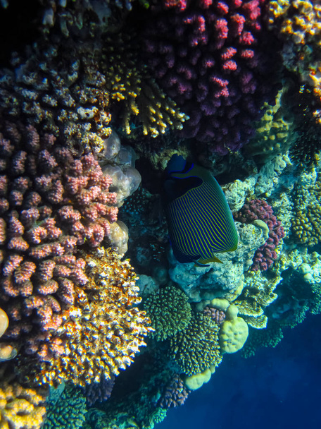 Pomacantský imperátor nebo císařský anděl v rozloze korálového útesu Rudého moře - Fotografie, Obrázek