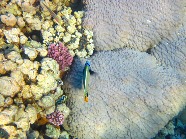 Pomacanthus imperator or Imperial angelfish in the expanse of the Red Sea coral reef - Photo, Image