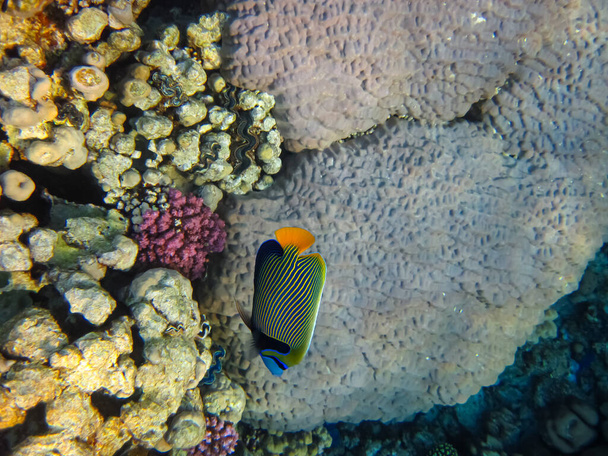 Pomacanthus imperator o pez ángel imperial en la extensión del arrecife de coral del Mar Rojo - Foto, imagen
