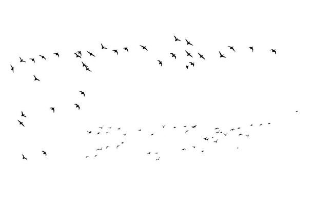 Pájaros volando en una vista natural. Pájaros vectores. Fondo blanco. - Vector, imagen
