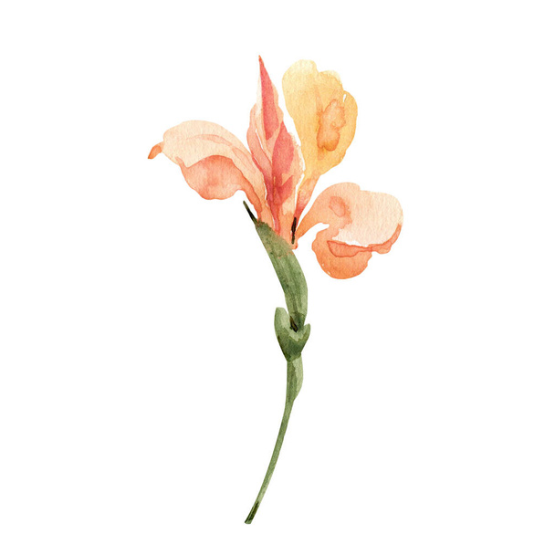 ピンクアイリスの花,カードとデザインの水彩イラスト. - 写真・画像