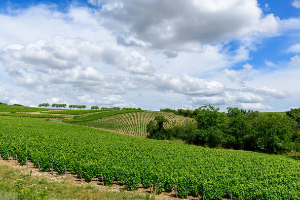 Esta foto de paisaje fue tomada en Europa, en Francia, en Borgoña, en Nievre, en Pouilly sur Loire, hacia Nevers, en verano. Vemos las vides verdes, bajo el sol. - Foto, Imagen