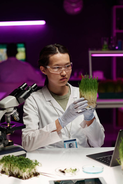 Colpo medio di giovane biologo asiatico seduto alla scrivania in laboratorio e guardando le erbe coltivate in capsule di Petri - Foto, immagini
