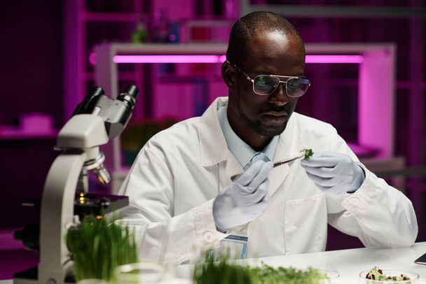 Αφροαμερικάνος ερευνητής κρατώντας φυτρώνει φυτό στο χέρι του και το εξετάζει προσεκτικά - Φωτογραφία, εικόνα