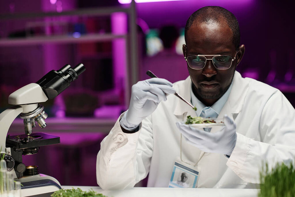 Genç araştırmacı labaratuvarda oturmuş maşa kullanarak petri kabına küçük bir bitki örneği koyuyor. - Fotoğraf, Görsel