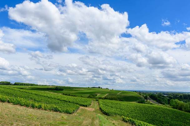 Esta foto de paisaje fue tomada en Europa, en Francia, en Borgoña, en Nievre, en Pouilly sur Loire, hacia Nevers, en verano. Vemos las vides verdes, bajo el sol. - Foto, Imagen