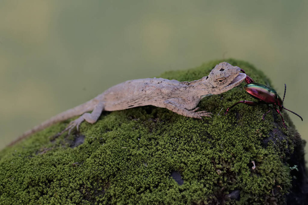Een vliegende draak jaagt op een klein insect. Dit reptiel heeft de wetenschappelijke naam Draco volans. Selectieve focus met natuurlijke achtergrond. - Foto, afbeelding