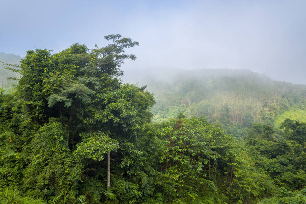 Tämä maisemakuva on otettu kesällä Aasiassa, Vietnamissa, Tonkinissa, Dien Bien Phun ja Lai Chaun välillä. Näemme trooppisia metsiä usvassa, auringon alla. - Valokuva, kuva