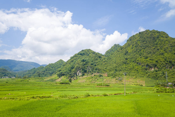 Це пейзажне фото було зроблено, в Азії, у В'єтнамі, в Тонкіні, між сином Ла і Дьєн Б'єн Фу, влітку. Ми бачимо зелені рисові поля посеред лісів та карстові вершини гір під сонцем. - Фото, зображення