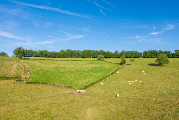Esta foto de paisaje fue tomada en Europa, en Francia, en Borgoña, en Nievre, cerca de Chateau Chinon, en verano. Vemos vacas en un campo verde, bajo el sol. - Foto, imagen