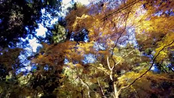 autumn landscape with a beautiful view of the forest - Footage, Video