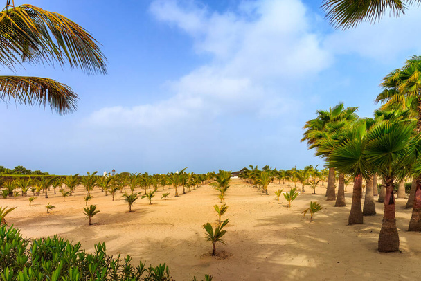 Une oasis tropicale avec des palmiers luxuriants dans le désert de Boa Vista, Cap Vert, mettant en valeur la beauté unique des îles. Photo de haute qualité - Photo, image