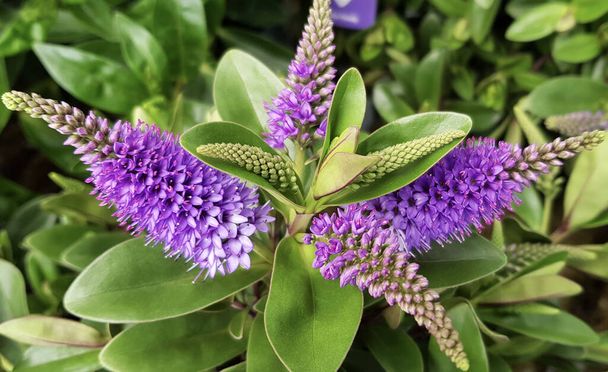 Hebe plant with flower in the garden. New Zealand plant evergreen with purple, pink or white flowers. - Photo, Image