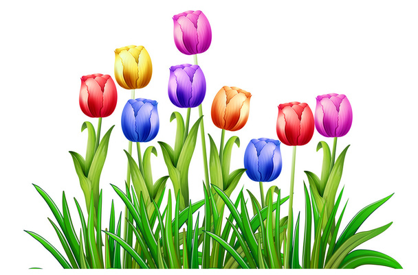 tulipány - Vektor, obrázek