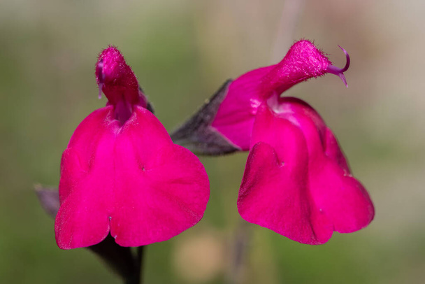 Макрознімок рожевих квітів сальвії у цвітіння
 - Фото, зображення