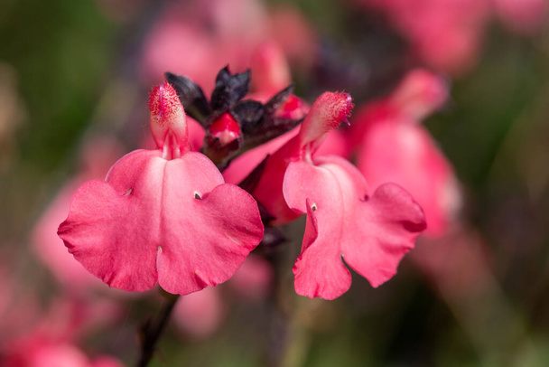 Macro de flores de salvia rosa en flor - Foto, imagen