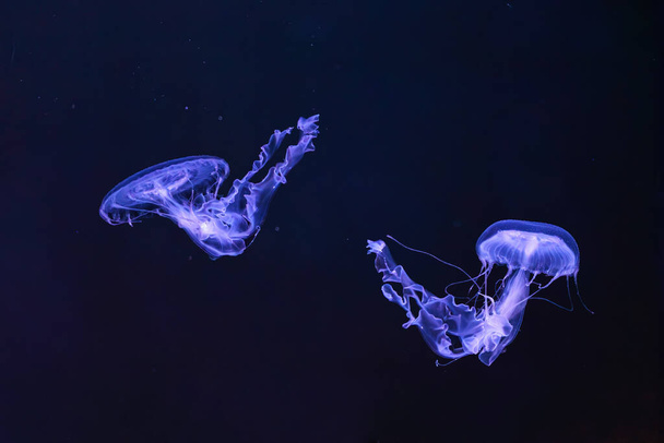 Gruppo di Sanderia Malayensis, Amakusa Meduse nuotano in piscina acquario con luce blu al neon. Theriologia, biodiversità, vita sottomarina, organismo acquatico - Foto, immagini