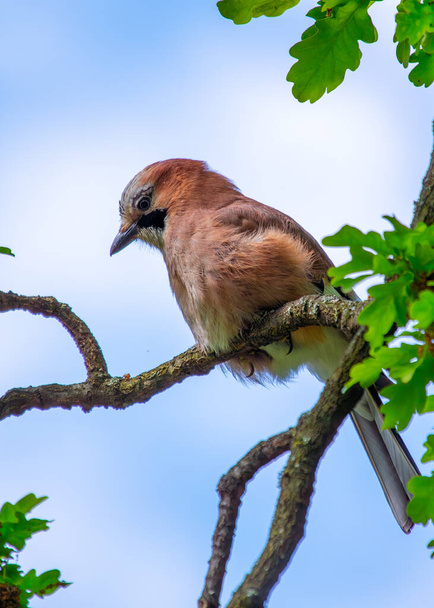 Garrulus glandarius, the Eurasian Jay, graces European woodlands with its vibrant plumage. A charismatic corvid, it adds a burst of color and intelligence to the forest ambiance. - Photo, Image