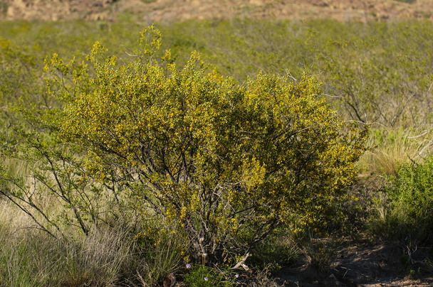 Creosoot bush, Nationaal park Lihue Calel, La Pampa, Argentinië - Foto, afbeelding