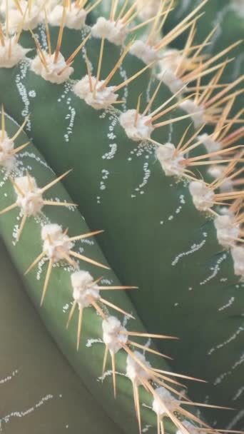 Zbliżenie zielonego kaktusa z dużymi igłami w ogrodzie botanicznym. Rośliny są powszechne na pustyniach. Pionowe wideo. - Materiał filmowy, wideo