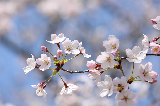 arbre de fleur de cerisier - Photo, image
