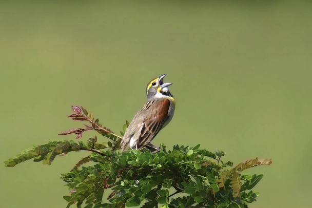 Dickcissel (spiza americana) singing from the top of a bush - Photo, Image