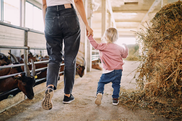 Мама с маленькой дочерью ходит по ферме, держа за руку коз в загонах. Высокое качество фото - Фото, изображение