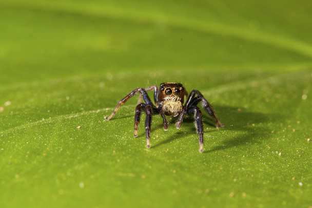 стрибки павук д
 - Фото, зображення