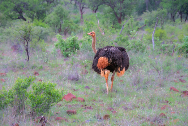 Krásný pštros ve svém přirozeném prostředí Jižní Afriky - Fotografie, Obrázek