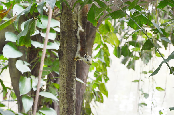 Wiewiórka na drzewie - Zdjęcie, obraz