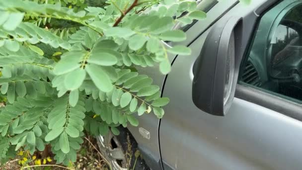 Abandonado viejo coche ilegalmente arrojado en los matorrales de caragana - Imágenes, Vídeo