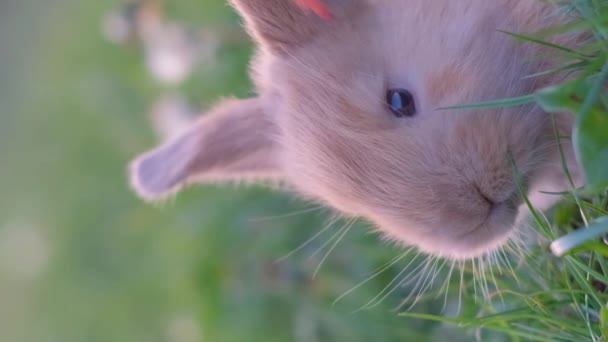 Un petit lapin à longues oreilles est assis dans un champ d'herbe verte. Vidéo verticale. - Séquence, vidéo