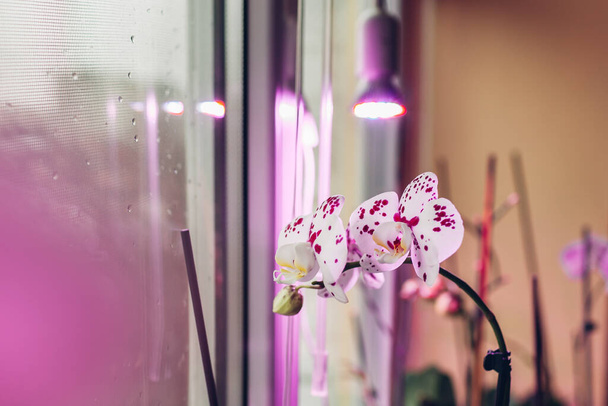 Orchidee falaenopsis kwitnące pod lampą hodowlaną na parapecie. Pełne spektrum światła do uprawy roślin domowych w zimie. Ostrożnie. - Zdjęcie, obraz
