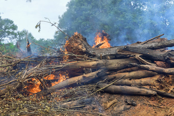 Felled uprooted trees burning forest with during land preparation construction of house - Photo, Image